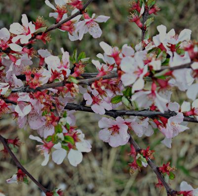 Shared Branching - Cherry blossoms in Fairbanks Alaska